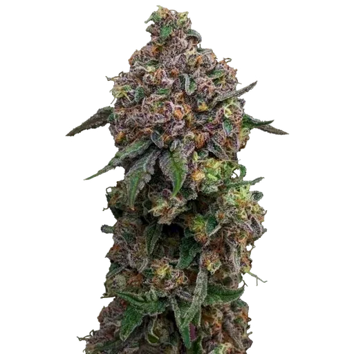 Cosmic Cheddar F1 | PHOTOFEM | Royal Queen Seeds