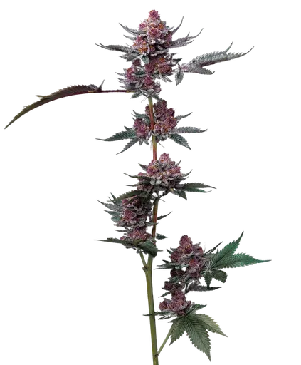 Cherry Poppers | PHOTOFEM | Barneys Farm