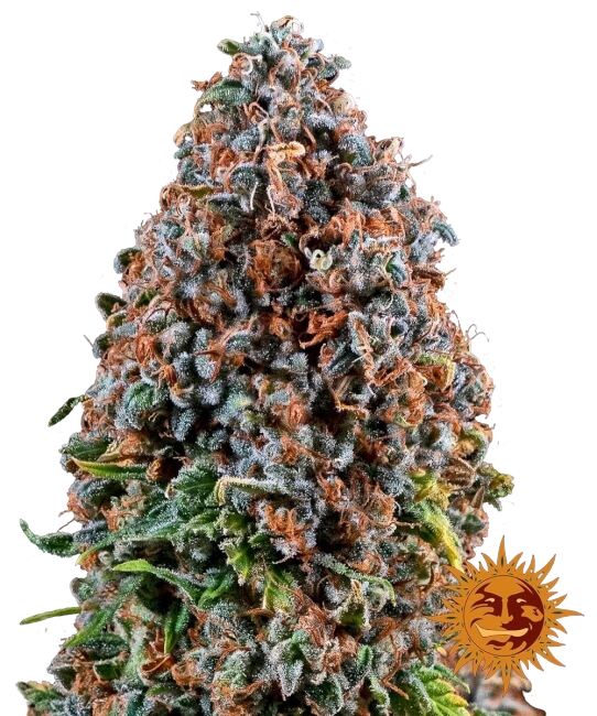 Critical Kush | PHOTOFEM | Barneys Farm