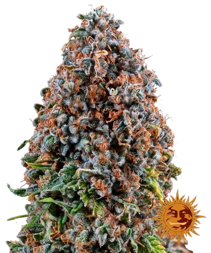 Critical Kush | PHOTOFEM | Barneys Farm