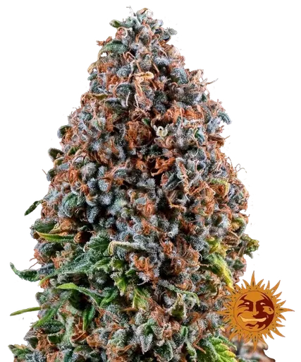 Critical Kush | PHOTOFEM | Barneys Farm