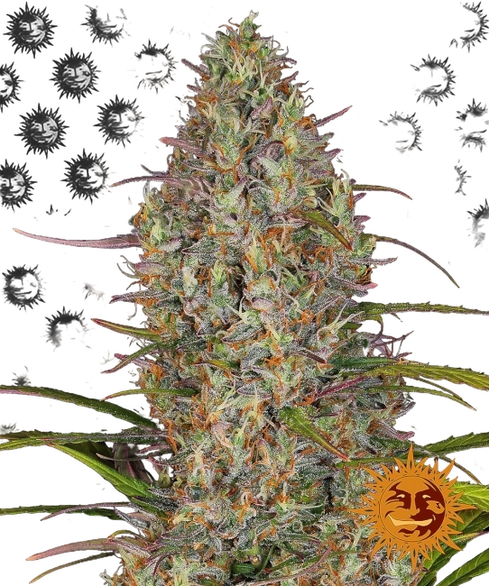 Glue Gelato | AUTOFEM | Barneys Farm