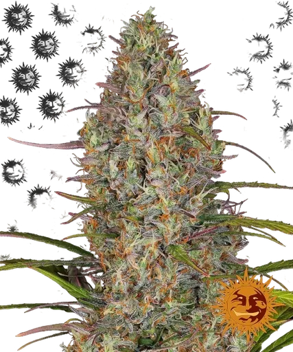 Glue Gelato | AUTOFEM | Barneys Farm