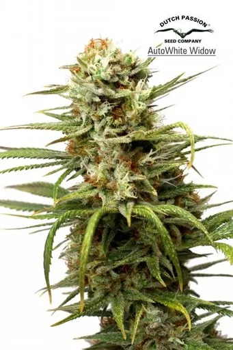 White Widow Auto | AUTOFEM | Dutch Passion