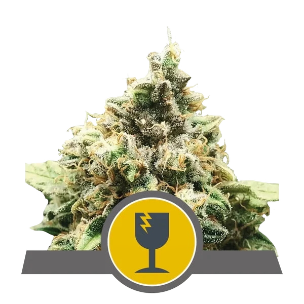 Critical | PHOTOREG | Royal Queen Seeds
