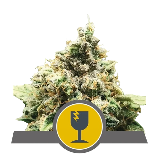 Critical | PHOTOREG | Royal Queen Seeds