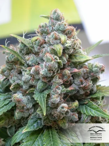 White Widow | PHOTOFEM | Dutch Passion