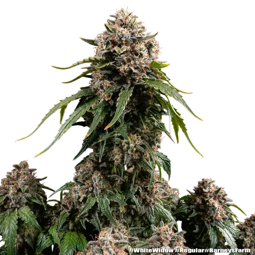 White Widow | PHOTOREG | Barneys Farm