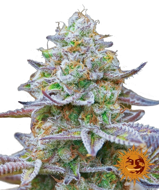 Gorilla Z | PHOTOFEM | Barneys Farm