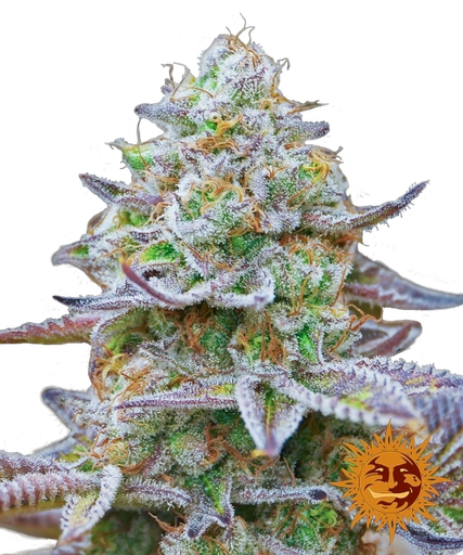 Gorilla Z | PHOTOFEM | Barneys Farm