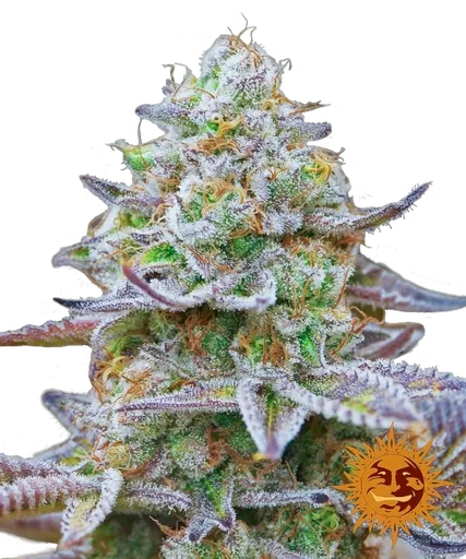 Gorilla Z | PHOTOFEM | Barneys Farm