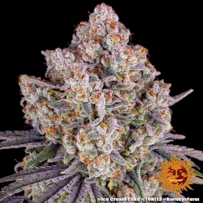 Ice Cream Cake | PHOTOFEM | Barneys Farm
