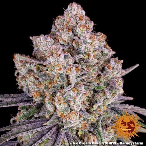 Ice Cream Cake | PHOTOFEM | Barneys Farm