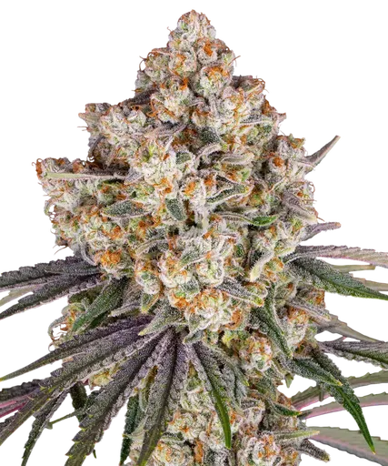 Ice Cream Cake | PHOTOFEM | Barneys Farm