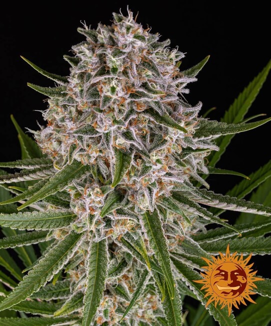 Lemon Haze | AUTOFEM | Barneys Farm