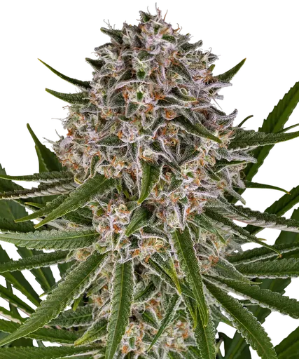 Lemon Haze | AUTOFEM | Barneys Farm