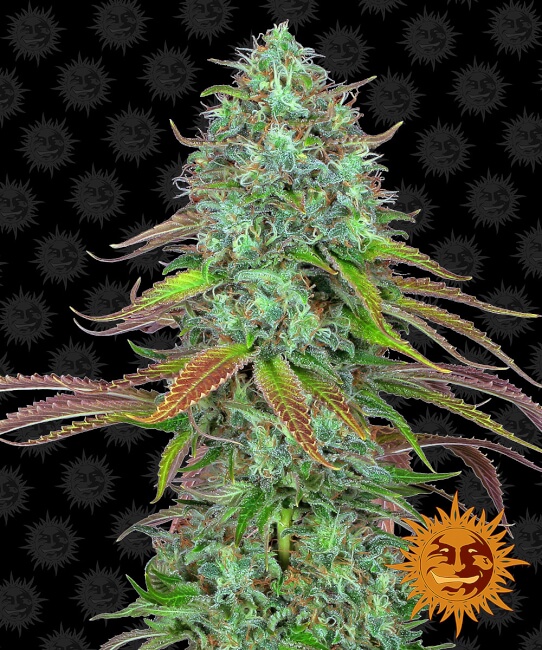 LSD | AUTOFEM | Barneys Farm