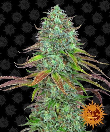 LSD | AUTOFEM | Barneys Farm