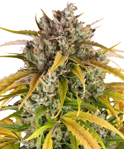 LSD Auto | AUTOFEM | Barneys Farm