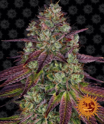 Mimosa EVO | PHOTOFEM | Barneys Farm