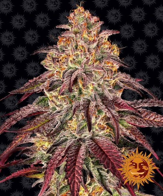 Mimosa x Orange Punch | AUTOFEM | Barneys Farm