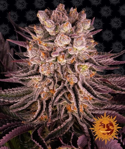 Mimosa x Orange Punch | PHOTOFEM | Barneys Farm