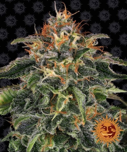 Moby Dick | PHOTOFEM | Barneys Farm
