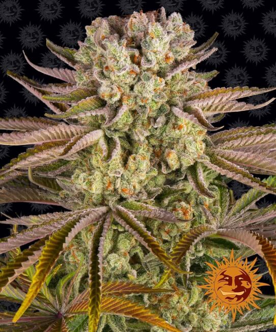 Pineapple Express | PHOTOFEM | Barneys Farm