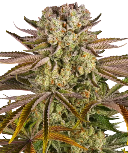 Pineapple Express | PHOTOFEM | Barneys Farm