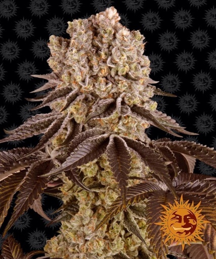 Purple Punch | PHOTOFEM | Barneys Farm