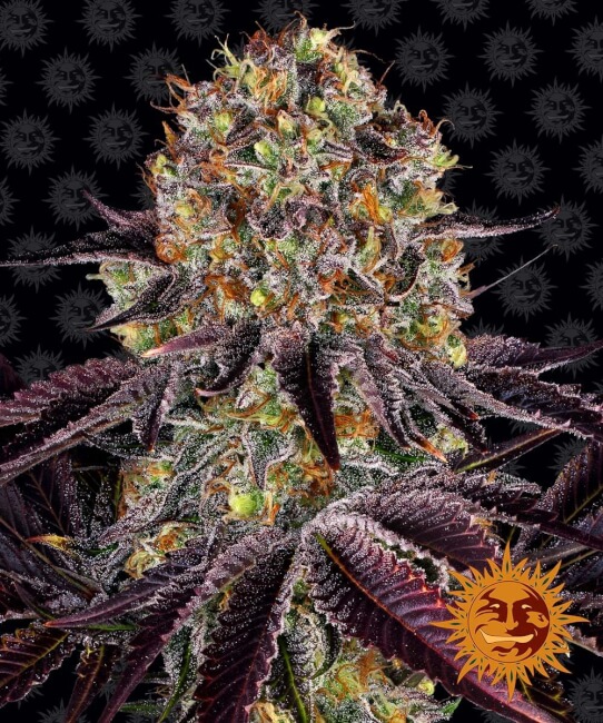 Runtz x Layer Cake | PHOTOFEM | Barneys Farm