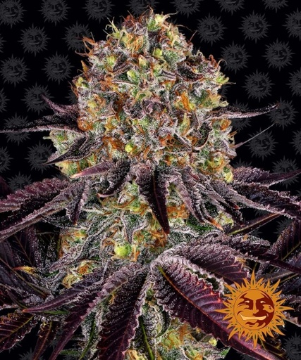 Runtz x Layer Cake | PHOTOFEM | Barneys Farm