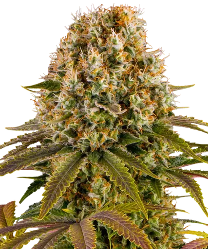 Strawberry Lemonade | PHOTOFEM | Barneys Farm