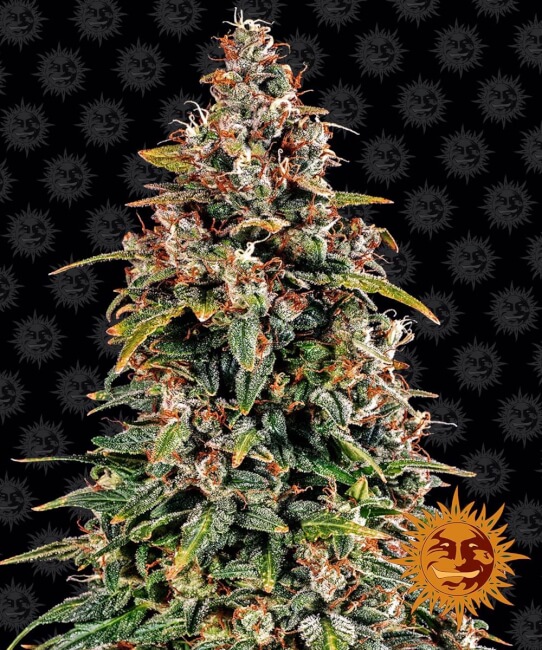 Watermelon Zkittlez Auto | AUTOFEM | Barneys Farm