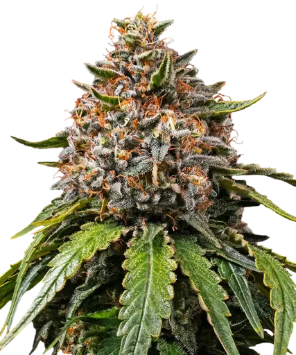 White Widow XXL | PHOTOFEM | Barneys Farm