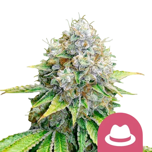 OG Kush | PHOTOFEM | Royal Queen Seeds