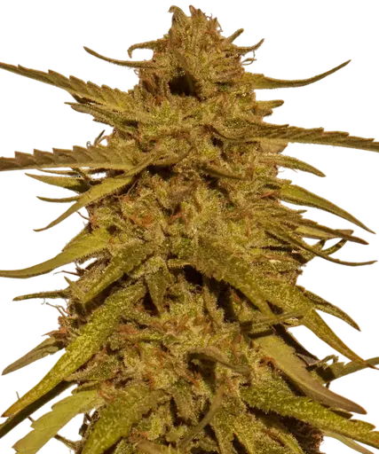 Pineapple Haze | PHOTOREG | Barneys Farm