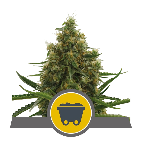 Shining Silver Haze | PHOTOREG | Royal Queen Seeds