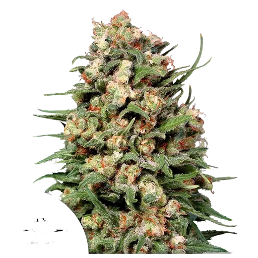 Skunk #1 | PHOTOREG | Dutch Passion
