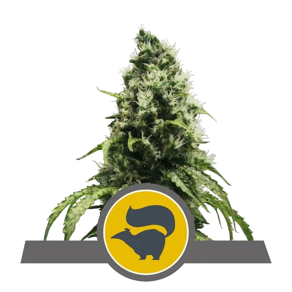 Skunk XL | PHOTOREG | Royal Queen Seeds