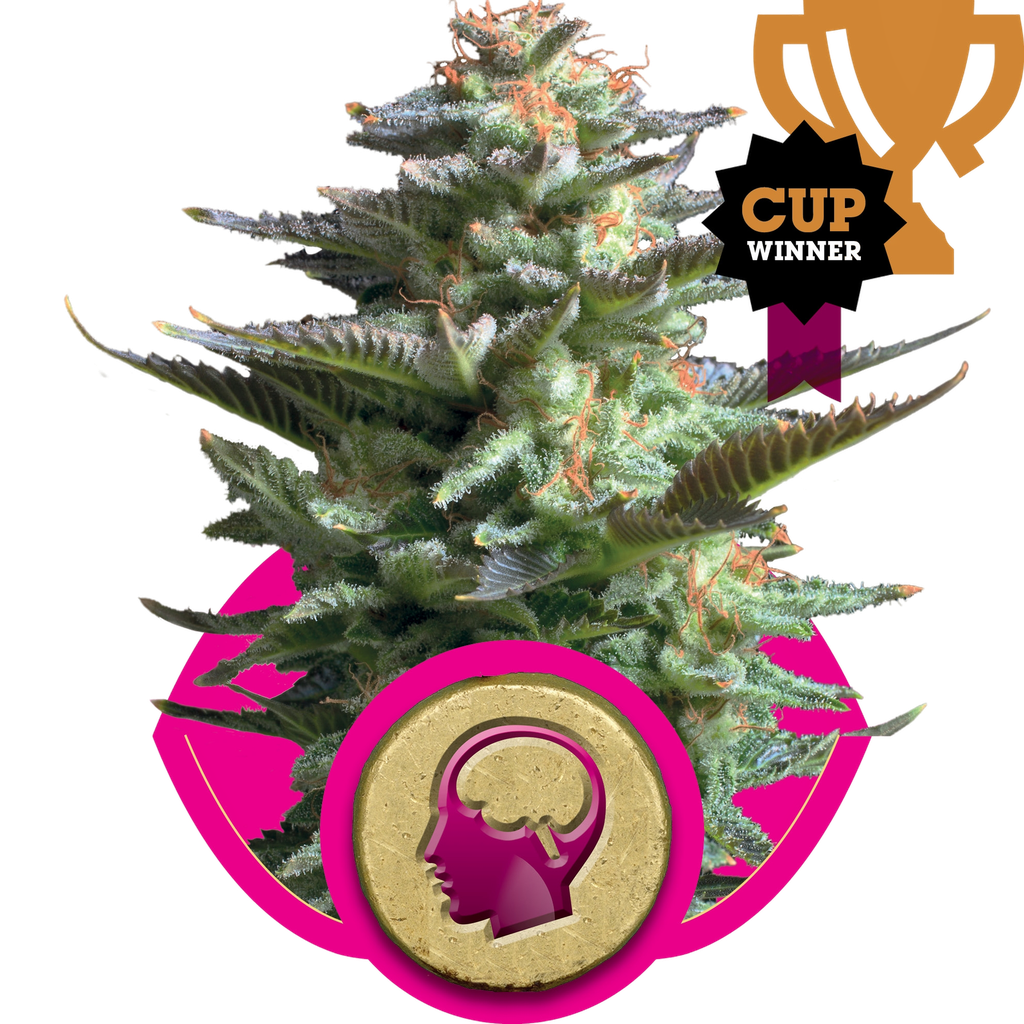 Amnesia Haze | PHOTOFEM | Royal Queen Seeds