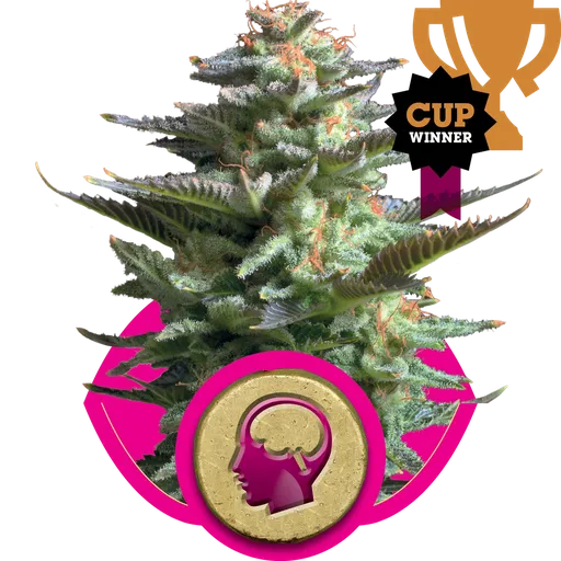 Amnesia Haze | PHOTOFEM | Royal Queen Seeds