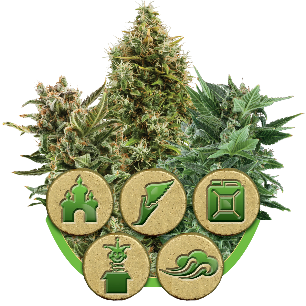 Mix | AUTOFEM | Royal Queen Seeds