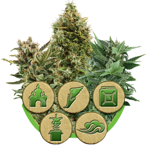 Mix | AUTOFEM | Royal Queen Seeds