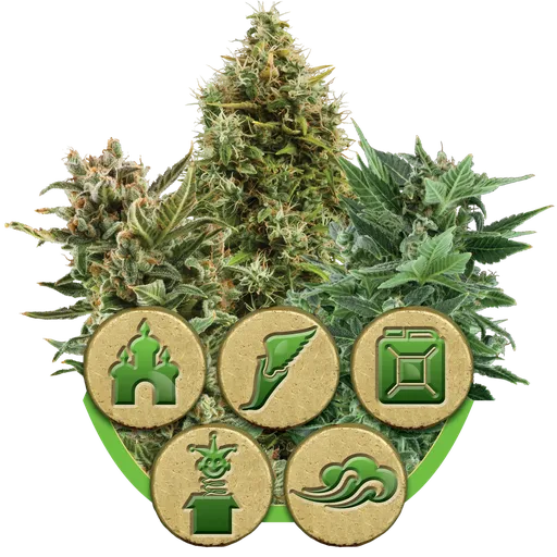 Mix Auto | AUTOFEM | Royal Queen Seeds