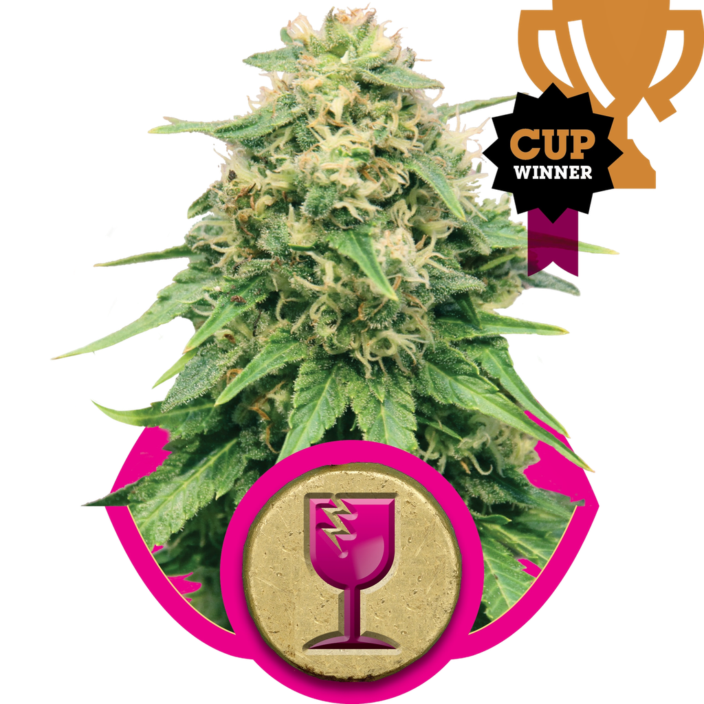Critical | PHOTOFEM | Royal Queen Seeds