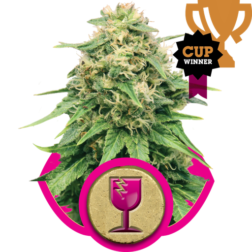Critical | PHOTOFEM | Royal Queen Seeds