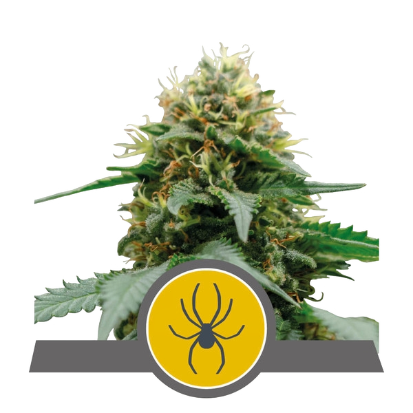 White Widow | PHOTOREG | Royal Queen Seeds