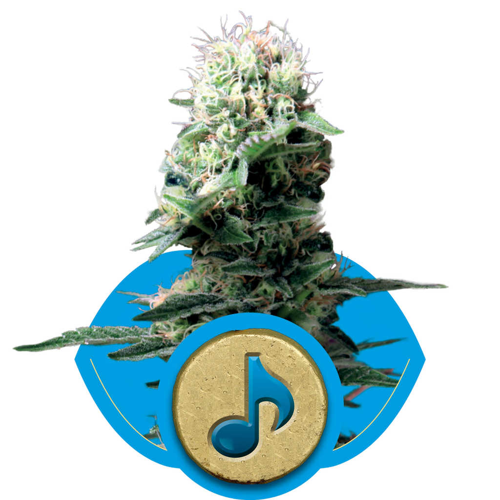 Dance World CBD | PHOTOFEM | Royal Queen Seeds