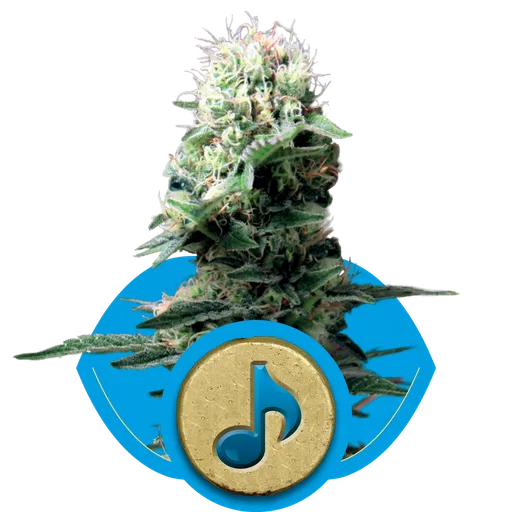 Dance World CBD | PHOTOFEM | Royal Queen Seeds
